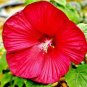 20 Pcs Heirloom Deep Red Hibiscus Bonsai Seeds