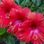20 Pcs Heirloom Deep Red Hibiscus Bonsai Seeds
