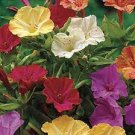 20 Pcs OUR O'CLOCK MIX SEEDS ORGANIC BEAUTIFUL VIVID REDISH COLORED BLOOM
