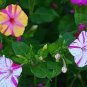 20 Pcs OUR O'CLOCK MIX SEEDS ORGANIC BEAUTIFUL VIVID REDISH COLORED BLOOM