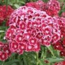 50 Pcs Dianthus barbatus L. American Pink Perennial Flowers