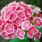 50 Pcs Dianthus barbatus L. American Pink Perennial Flowers