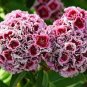 50 Pcs Dianthus barbatus L. American Pink Perennial Flowers