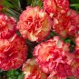 30 Pcs Red Carnation Flower Dianthus Caryophyllus Herbs