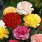 40 Pcs Mix Carnation Flower Seeds Dianthus Caryophyllus