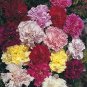 40 Pcs Mix Carnation Flower Seeds Dianthus Caryophyllus