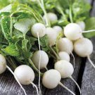 3 Pcs White Cherry Belle Radish Chinese Organic Vegetable Seed 3 Pcs White Cherry Belle Radish Chinese Organic Vegetable Seed