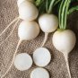 3 Pcs White Cherry Belle Radish Chinese Organic Vegetable Seed