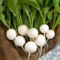 3 Pcs White Cherry Belle Radish Chinese Organic Vegetable Seed