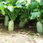 2 Pcs weet Green Radish Chinese Turnip Organic Green Vegetable Seed
