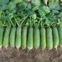 2 Pcs weet Green Radish Chinese Turnip Organic Green Vegetable Seed