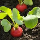 2 Pcs Red Crisp Radish Early Maturity Turnip Fast Growing Chinese Heirloom Organic Vegetable 2 Pcs Red Crisp Radish Early Maturity Turnip Fast Growing Chinese Heirloom Organic Vegetable