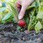 2 Pcs Red Crisp Radish Early Maturity Turnip Fast Growing Chinese Heirloom Organic Vegetable