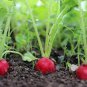 2 Pcs Red Crisp Radish Early Maturity Turnip Fast Growing Chinese Heirloom Organic Vegetable