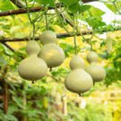 6 Pcs Lagenaria Siceraria Small Bottle Groud Seed Ornamental Fruit Opo Squash Edible Vegetable