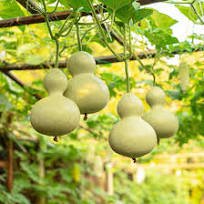 6 Pcs Lagenaria Siceraria Small Bottle Groud Seed Ornamental Fruit Opo Squash Edible Vegetable