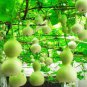 6 Pcs Lagenaria Siceraria Small Bottle Groud Seed Ornamental Fruit Opo Squash Edible Vegetable