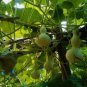 6 Pcs Lagenaria Siceraria Small Bottle Groud Seed Ornamental Fruit Opo Squash Edible Vegetable