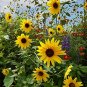 15 Pcs Annual Sunflower Oil Seeds Great for Bird Seeds