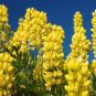10 Pcs MIXED RUSSELL LUPINE Lupinus Polyphyllus Flower Seed