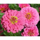 50 Pcs Pink Zinnia Elegans Common Zinnia Youth-and-Old-Age