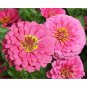 50 Pcs Pink Zinnia Elegans Common Zinnia Youth-and-Old-Age