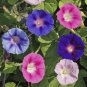 20 Pcs Mix Morning Glory Ipomoea Nil Climbing Vines