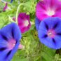 20 Pcs Mix Morning Glory Ipomoea Nil Climbing Vines