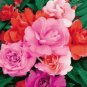 20 Pcs Mix Garden Balsam Impatiens Balsamina Flowers Seeds