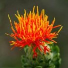 40 Pcs Safflower Carthamus Chinese Herbs Red Flower Seeds 40 Pcs Safflower Carthamus Chinese Herbs Red Flower Seeds
