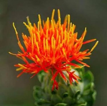 40 Pcs Safflower Carthamus Chinese Herbs Red Flower Seeds