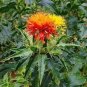 40 Pcs Safflower Carthamus Chinese Herbs Red Flower Seeds