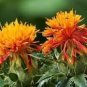40 Pcs Safflower Carthamus Chinese Herbs Red Flower Seeds