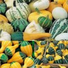 8 Pcs Bi-colored Ornamental Pumpkin with Five Pairs Edges Cucurbita Seed