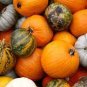 8 Pcs Bi-colored Ornamental Pumpkin with Five Pairs Edges Cucurbita Seed