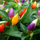 20 Pcs Colorful Ornamental Pepper ''Mini Bubble Rainbow'' Garden Seed