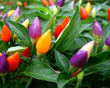 20 Pcs Colorful Ornamental Pepper ''Mini Bubble Rainbow'' Garden Seed