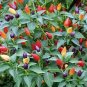 20 Pcs Colorful Ornamental Pepper ''Mini Bubble Rainbow'' Garden Seed