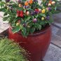 20 Pcs Colorful Ornamental Pepper ''Mini Bubble Rainbow'' Garden Seed
