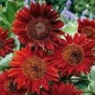 6 Pcs Light Red Sunflower Ornamental Garden Flower Seed