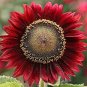 6 Pcs Light Red Sunflower Ornamental Garden Flower Seed