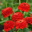 50 Pcs Red Zinnia Elegans Common Zinnia Youth-and-Old-Age