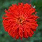 50 Pcs Red Zinnia Elegans Common Zinnia Youth-and-Old-Age