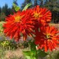 50 Pcs Red Zinnia Elegans Common Zinnia Youth-and-Old-Age