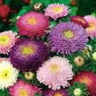 50 Pcs Mix China Aster Callistephus Flower Seeds 50 Pcs Mix China Aster Callistephus Flower Seeds
