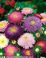 50 Pcs Mix China Aster Callistephus Flower Seeds