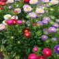 50 Pcs Mix China Aster Callistephus Flower Seeds