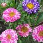 50 Pcs Mix China Aster Callistephus Flower Seeds