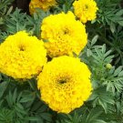 40 Pcs Yellow African Marigold French Marigold Herbs Tagetes Erecta Flower Seeds 40 Pcs Yellow African Marigold French Marigold Herbs Tagetes Erecta Flower Seeds