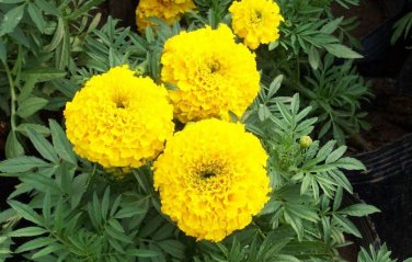 40 Pcs Yellow African Marigold French Marigold Herbs Tagetes Erecta Flower Seeds